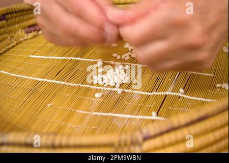 Anonyme Frau, die Teig für hausgemachte Gnocchetti Pasta Preparazione de Sos cicciones zubereitet, gli gnocchetti. Bessude. Sassari Sardinien, Italien Stockfoto