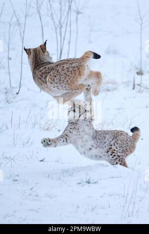 Eurasischer Luchs (Luchs Luchs) spielt im Schnee, Wald, Bayern, Deutschland Stockfoto