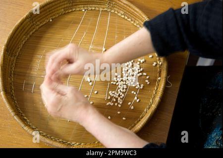 Anonyme Frau, die Teig für hausgemachte Gnocchetti Pasta Preparazione de Sos cicciones zubereitet, gli gnocchetti. Bessude. Sassari Sardinien, Italien Stockfoto