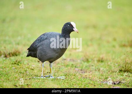 Eurasischer Ruß (Fulica atra) auf einer Wiese, Bayern, Deutschland Stockfoto