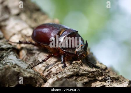 Europäischer Rhinozeroskäfer Scarabeo rinoceronte (Oryctes nasicornis). Sassari. SS, Sardegna. Italien. Stockfoto