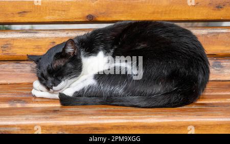 Schwarz-weiß schlafende Katze auf einer Bank, Kloster Panagia Tourliani, Ano Mera, Mykonos, Kykladen, Griechenland Stockfoto