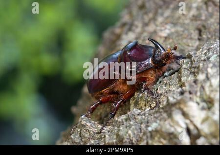 Europäischer Rhinozeroskäfer Scarabeo rinoceronte (Oryctes nasicornis). Sassari. SS, Sardegna. Italien. Stockfoto