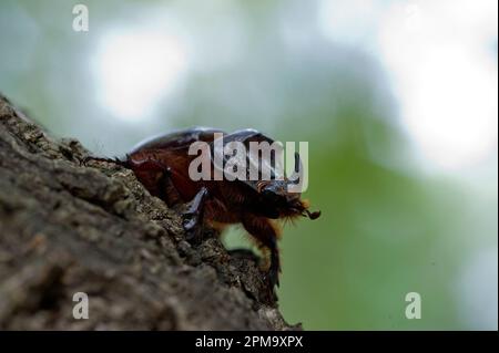 Europäischer Rhinozeroskäfer Scarabeo rinoceronte (Oryctes nasicornis). Sassari. SS, Sardegna. Italien. Stockfoto