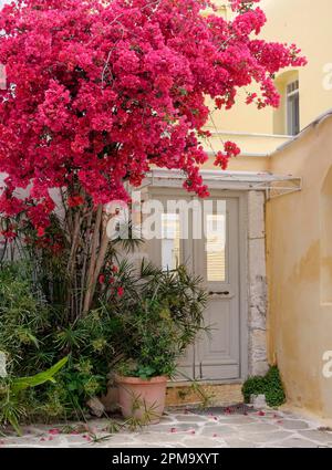 Hauseingang mit Bougainvillea (Bougainvillea) oder Dreifachblume, Parikia, Paros, Clyclades, Griechenland Stockfoto