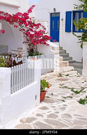 Allee mit Bougainvillea (Bougainvillea) oder Dreifachblume, Parikia, Paros, Clyclades, Griechenland Stockfoto