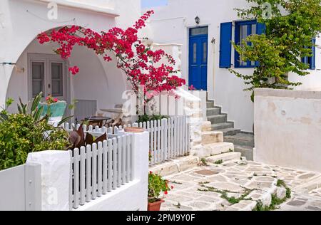 Allee mit Bougainvillea (Bougainvillea) oder Dreifachblume, Parikia, Paros, Clyclades, Griechenland Stockfoto