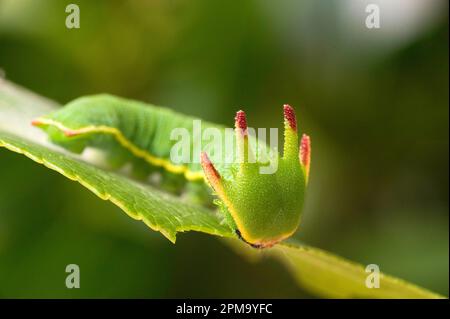 Foxy Kaiser, Raupe Charaxes jasius, Sassari, SS, Sardegna, Italien Stockfoto