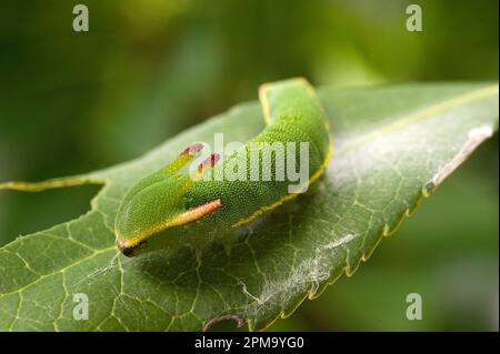 Foxy Kaiser, Raupe Charaxes jasius, Sassari, SS, Sardegna, Italien Stockfoto