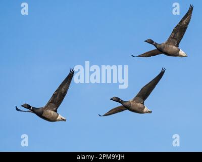 Eine Gruppe von 3 dunklen Bäuchen Brent Geese (Branta bernicla), die gegen den blauen Himmel fliegen, Frampton, Lincolnshire, England Stockfoto