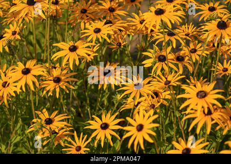 Viele orangefarbene süße Coneflower oder Rudbeckia subtomentosa - wachsen im Garten. Foto mit geringer Tiefenschärfe, nur eine Blume im Fokus Stockfoto