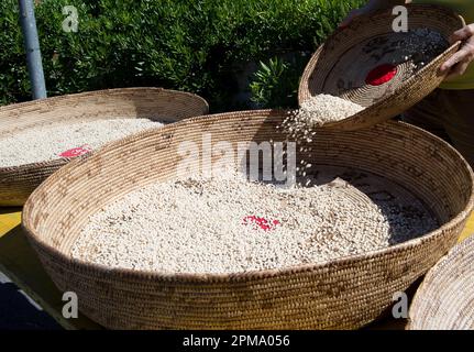 Anonyme Frau, die Teig für hausgemachte Gnocchetti Pasta Preparazione de Sos cicciones zubereitet, gli gnocchetti. Bessude. Sassari Sardinien, Italien Stockfoto