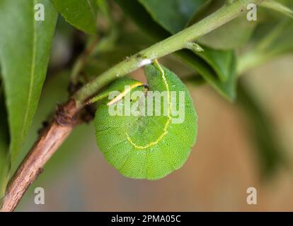 Foxy Kaiser, Raupe Charaxes jasius, Sassari, SS, Sardegna, Italien Stockfoto