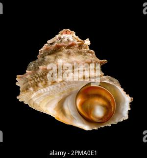 Muschel isoliert auf schwarz, Turban Schnecke Astraea rugosa, Muschel mit Operculum (Auge der Heiligen Lucia) Sardinien. Italien. Stockfoto