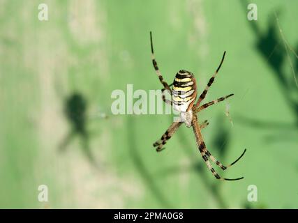 Die Wespenspinne (Argiope bruennechi) im Netz und sein Schatten. Maristella. Alghero, Sardinien. Italien.. Stockfoto