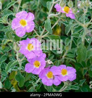 Kretische Rock Rose (Cistus Creticus L.) Stockfoto