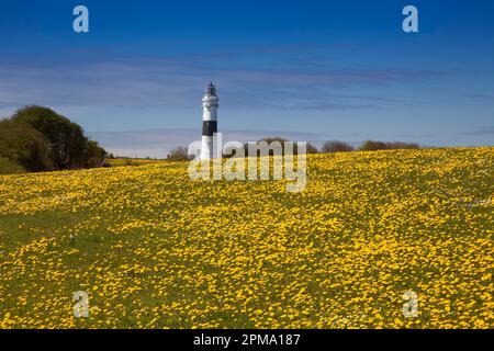 Red Cliff Lighthouse, vor der Wiese mit Löwenzahn (Taraxacum officinale), im Frühling bei Kampen, Schleswig Holtein, Sylt Island, Deutschland Stockfoto