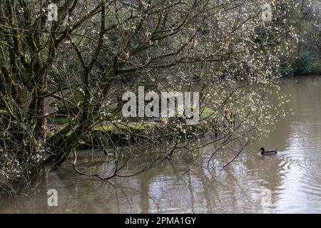 Entenhaus auf einer Insel im Teich im Howard Park, Glossop, Derbyshire, England. Stockfoto