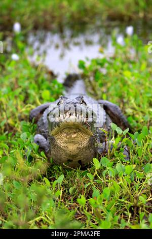 Paraquay Caiman (Caiman Yacare), Pantanal, Mato Grosso, Brasilien, Südamerika Stockfoto