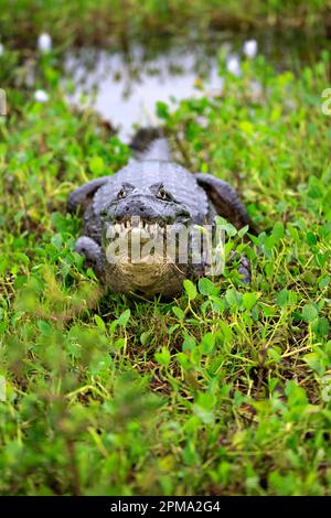 Paraquay Caiman (Caiman Yacare), Pantanal, Mato Grosso, Brasilien, Südamerika Stockfoto