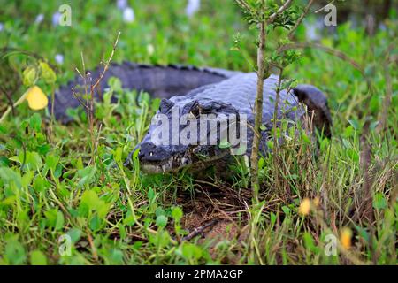 Paraquay Caiman (Caiman Yacare), Pantanal, Mato Grosso, Brasilien, Südamerika Stockfoto