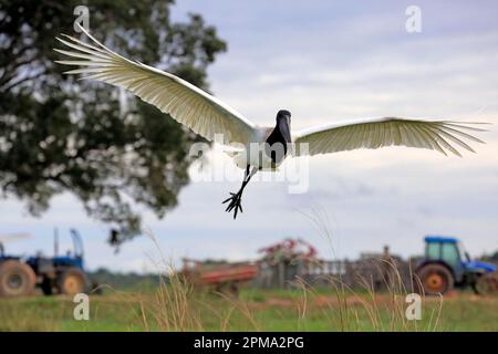 Jabiru (Jabiru Mycteria), adulte Flying, Pantanal, Mato Grosso, Brasilien, Südamerika Stockfoto