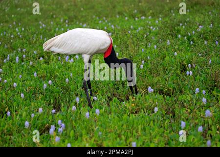 Jabiru (Jabiru mycteria), ausgewachsener Mensch auf Wiesenforschungen, Jagd, Pantanal, Mato Grosso, Brasilien, Südamerika Stockfoto