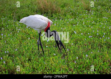 Jabiru (Jabiru Mycteria), Erwachsener auf Wiese, Fütterung von Fischen, Pantanal, Mato Grosso, Brasilien, Südamerika Stockfoto