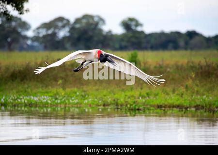 Jabiru (Jabiru Mycteria), adulte Flying, Pantanal, Mato Grosso, Brasilien, Südamerika Stockfoto