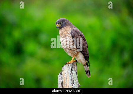 Road-side Hawk (Rupornis magnirostris), adult on Branch, Pantanal, Mato Grosso, Brasilien, Südamerika Stockfoto