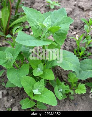 Im Frühjahr wächst im Garten die essbare Pflanzenkorre (Atriplex hortensis) Stockfoto