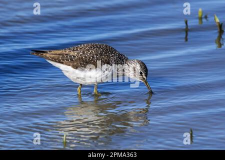 Grünes Sandpiper (Tringa ochropus) zur Futtersuche für kleine wirbellose Tiere in flachem Wasser entlang der Teichküste in Feuchtgebieten im Frühjahr Stockfoto