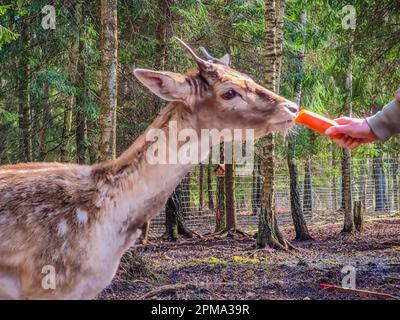 Junge Damhirsche mit kleinen Hörnern, die Karotten von der Hand der Frau im Wald essen Stockfoto