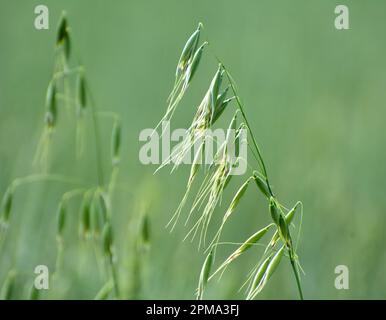 Wilder Hafer wie Unkraut, das auf einem Feld wächst (Avena fatua, Avena ludoviciana) Stockfoto