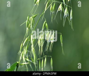 Wilder Hafer wie Unkraut, das auf einem Feld wächst (Avena fatua, Avena ludoviciana) Stockfoto