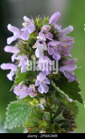 Die Wildpflanze BallotaNigra wächst in der Natur Stockfoto