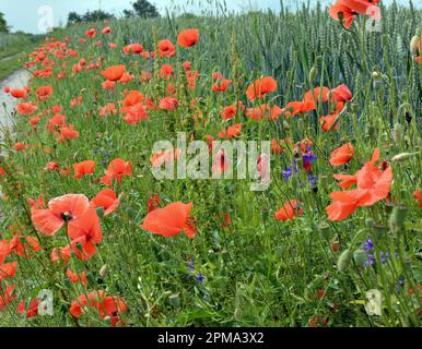 Wilder Mohn, der wie ein Unkraut auf einem Ackerfeld wächst Stockfoto