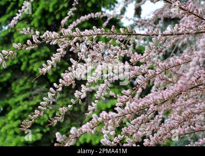 Im Frühjahr wächst die Zierpflanze tamarix in der Natur Stockfoto