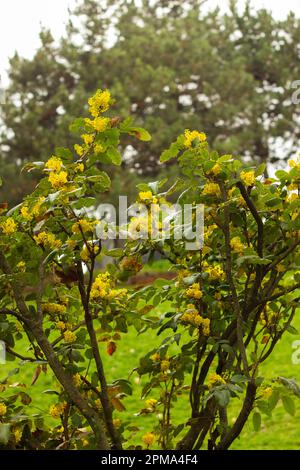 Mahonia aquifolium, Trauben-Mhonia oder Holly-Leaf-Berbeerblüte im Garten. Ziermittel immergrüne Mhonia aquifolium mit gelben Blüten Stockfoto