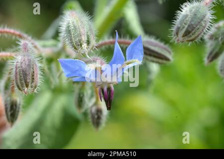 Im Sommer wächst Borretsch (Borago officinalis) in der Natur Stockfoto