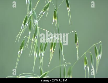 Wilder Hafer wie Unkraut, das auf einem Feld wächst (Avena fatua, Avena ludoviciana) Stockfoto