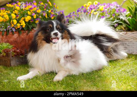 Mischhund und Teddyzwerg-Kaninchen Stockfoto
