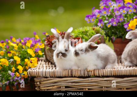 Zwergrammhasen, Kätzchen, 5 Wochen Stockfoto