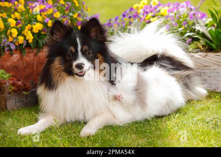 Mischhund und Teddyzwerg-Kaninchen Stockfoto