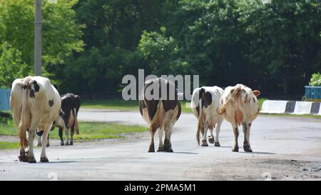 In einer Dorfstraße kehren Rinder von einem privaten Bauernhof vom Weiden nach Hause zurück. Stockfoto