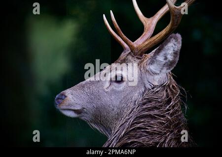 Rotwild im schottischen Hochland Stockfoto