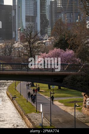 Mainufer in Frankfurt, Frühling, Ignatz-Bubis-Brücke, Hessen, Deutschland, Stockfoto