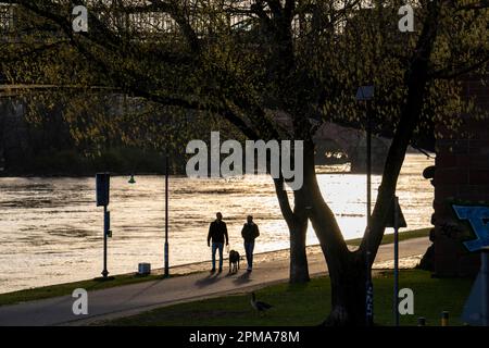 Mainufer in Frankfurt, Frühling, Hessen, Deutschland, Stockfoto