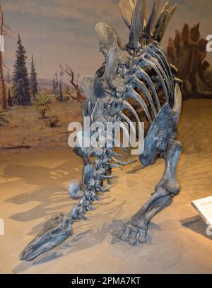 Das Skelett eines Stegosaurus im Royal Tyrrell Museum in Drumheller, Alberta, Kanada Stockfoto