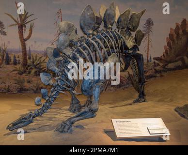 Das Skelett eines Stegosaurus im Royal Tyrrell Museum in Drumheller, Alberta, Kanada Stockfoto